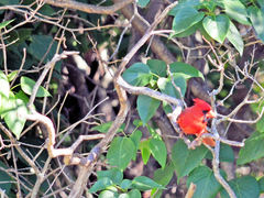 Cardinalis cardinalis