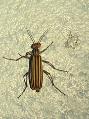 Epicauta vittata