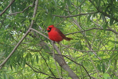 Cardinalis cardinalis