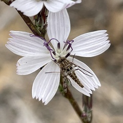 Geminaria canalis