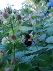 Bombus impatiens