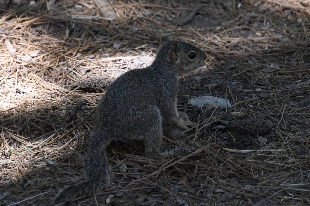 Rock Squirrel from Mt Lemmon, AZ 85619, USA on June 02, 2022 at 11:04 ...