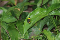 Pirascca tyriotes