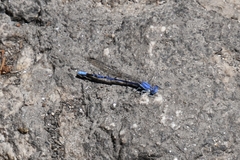 Argia munda