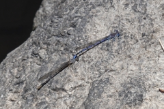 Argia munda
