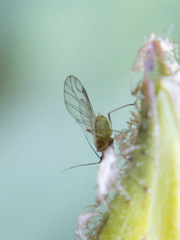 Nasonovia aquilegiae