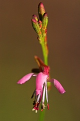 Oenothera hexandra