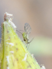 Nasonovia aquilegiae