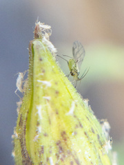 Nasonovia aquilegiae