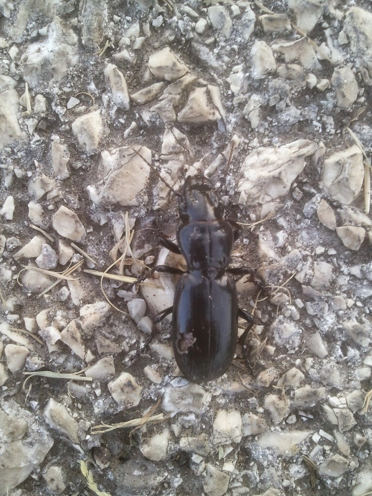 Percus corrugatus