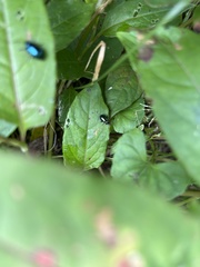 Chalcolema cylindrica