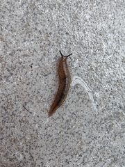 Meghimatium bilineatum