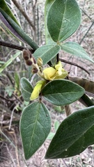 Macrotyloma axillare