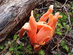 Clavulinopsis sulcata