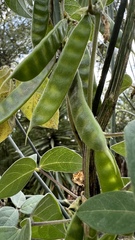 Macrotyloma axillare