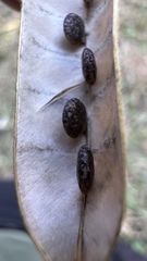 Macrotyloma axillare