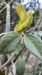 Macrotyloma axillare