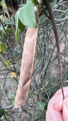 Macrotyloma axillare