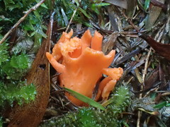 Clavulinopsis sulcata