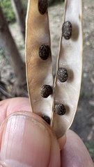 Macrotyloma axillare