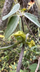 Macrotyloma axillare