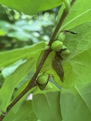 Dirca decipiens