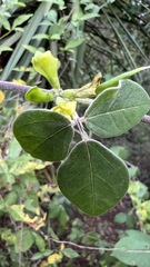 Macrotyloma axillare