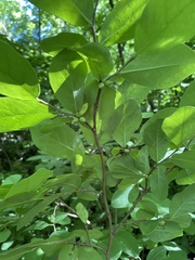 Dirca decipiens