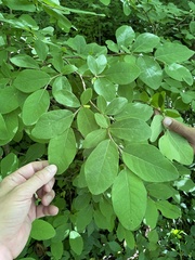Dirca decipiens
