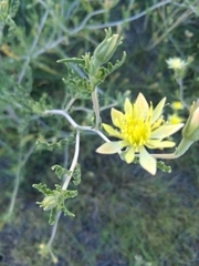 Mentzelia multiflora