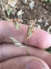 Bouteloua dactyloides