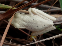 Boana multifasciata