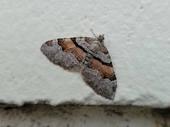 Xanthorhoe labradorensis