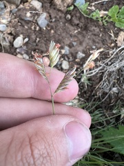 Bouteloua dactyloides