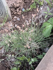 Bouteloua dactyloides