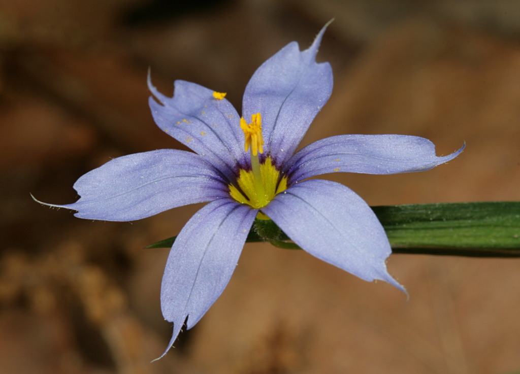 Sisyrinchium angustifolium
