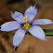 Narrow-leaved Blue-eyed Grass - Photo (c) Patrick Coin, some rights reserved (CC BY-NC-SA)