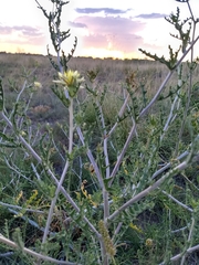 Mentzelia multiflora