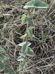 Abutilon austro-africanum