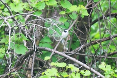 Poecile atricapillus