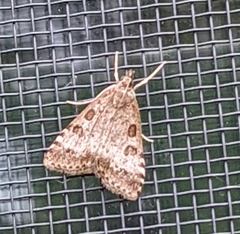 Udea inquinatalis