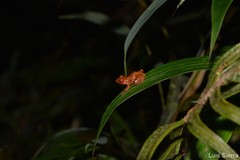 Pristimantis dorsopictus