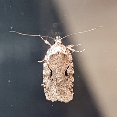 Agonopterix curvilineella