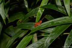 Pristimantis dorsopictus