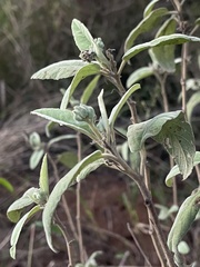Melhania acuminata