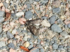 Loxostege anartalis