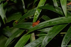 Pristimantis dorsopictus