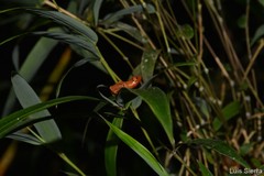 Pristimantis dorsopictus