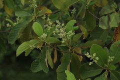 Dilleniaceae