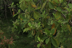 Dilleniaceae